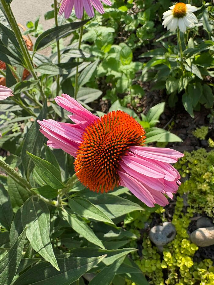 &ldquo;Lookin AI Generated&rdquo;: 100 Times Mother Nature Went Off Script And Created These Freaky Plants