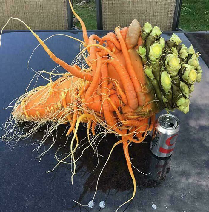 &ldquo;Lookin AI Generated&rdquo;: 100 Times Mother Nature Went Off Script And Created These Freaky Plants