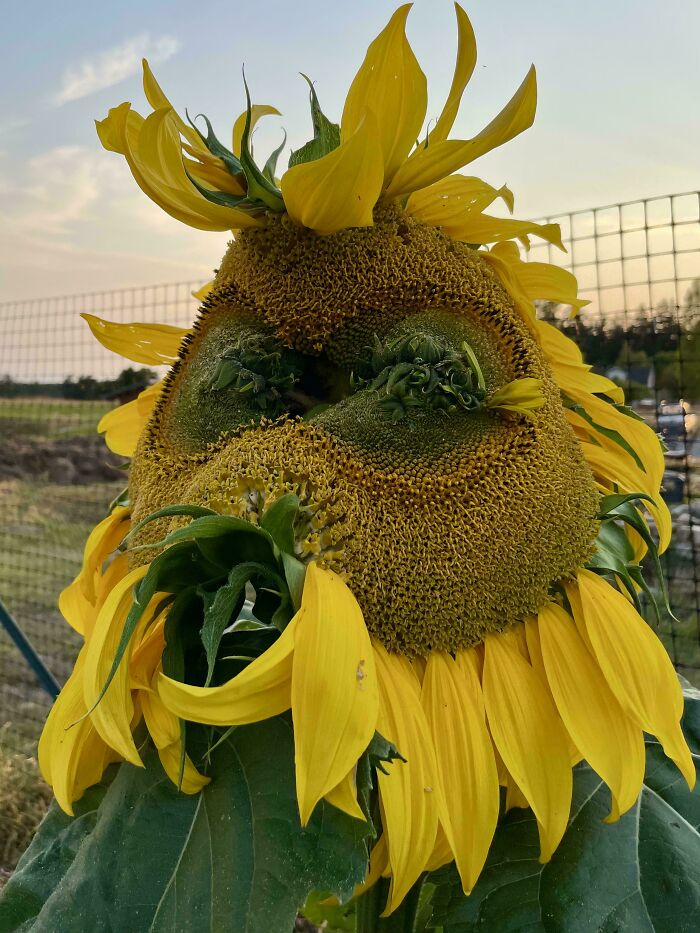 &ldquo;Lookin AI Generated&rdquo;: 100 Times Mother Nature Went Off Script And Created These Freaky Plants