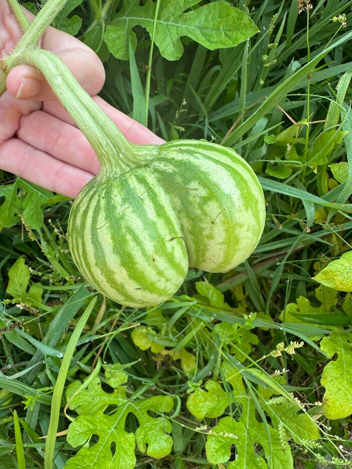 &ldquo;Lookin AI Generated&rdquo;: 100 Times Mother Nature Went Off Script And Created These Freaky Plants
