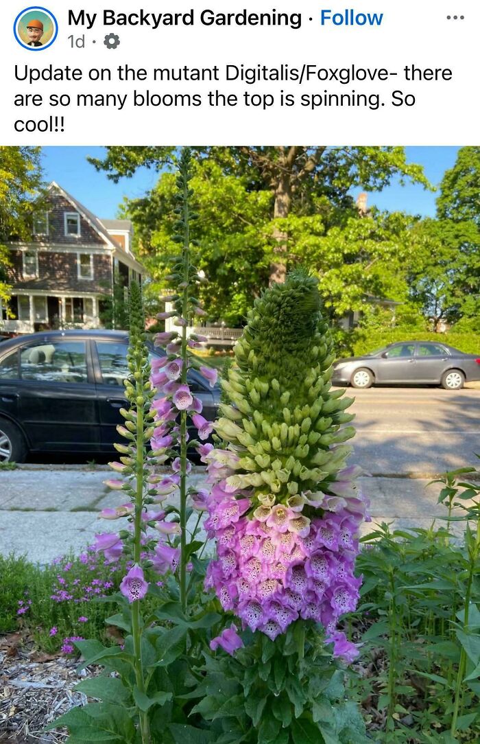 &ldquo;Lookin AI Generated&rdquo;: 100 Times Mother Nature Went Off Script And Created These Freaky Plants