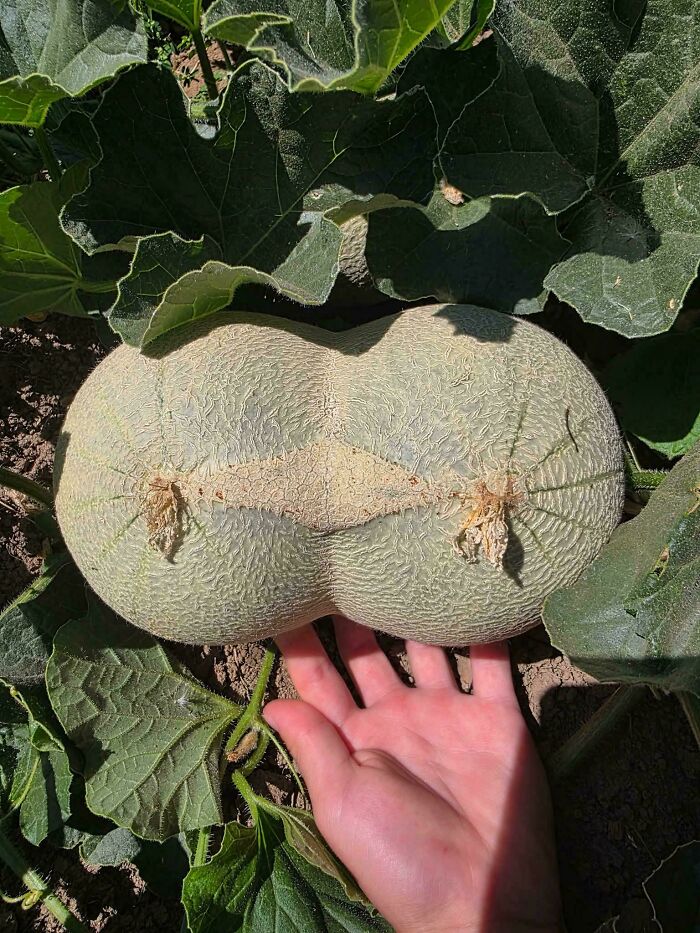 &ldquo;Lookin AI Generated&rdquo;: 100 Times Mother Nature Went Off Script And Created These Freaky Plants