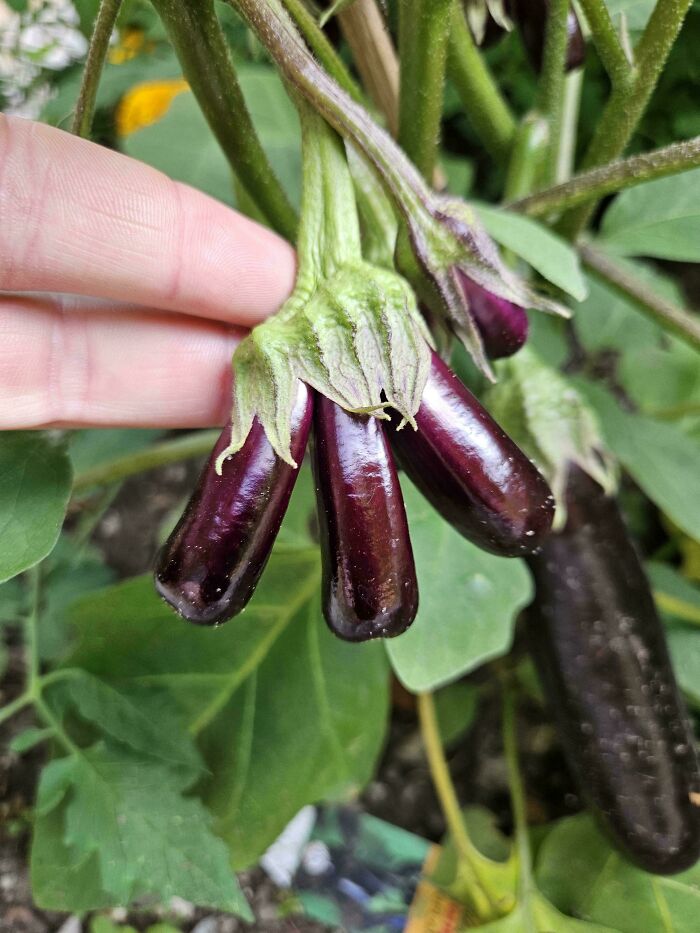 &ldquo;Lookin AI Generated&rdquo;: 100 Times Mother Nature Went Off Script And Created These Freaky Plants