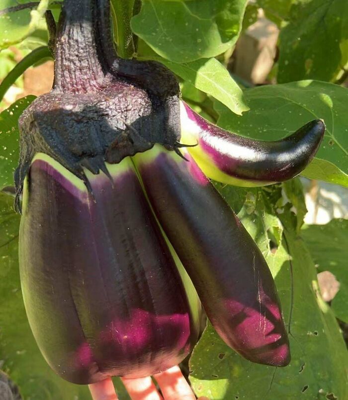 &ldquo;Lookin AI Generated&rdquo;: 100 Times Mother Nature Went Off Script And Created These Freaky Plants