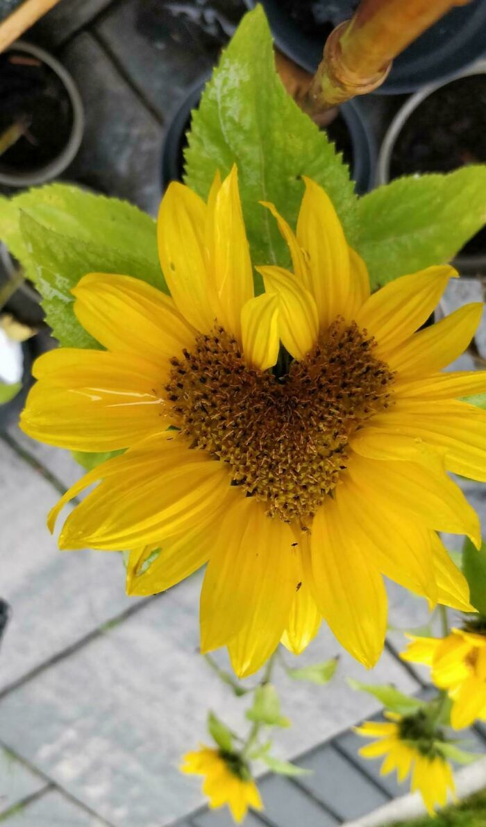 &ldquo;Lookin AI Generated&rdquo;: 100 Times Mother Nature Went Off Script And Created These Freaky Plants