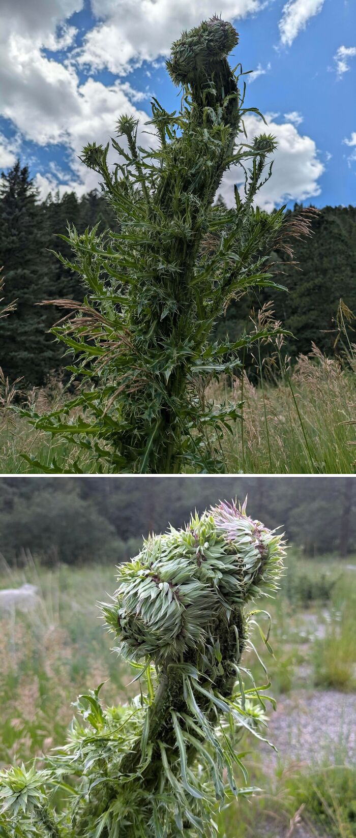 &ldquo;Lookin AI Generated&rdquo;: 100 Times Mother Nature Went Off Script And Created These Freaky Plants