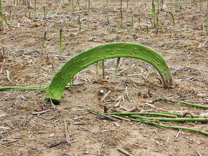 &ldquo;Lookin AI Generated&rdquo;: 100 Times Mother Nature Went Off Script And Created These Freaky Plants