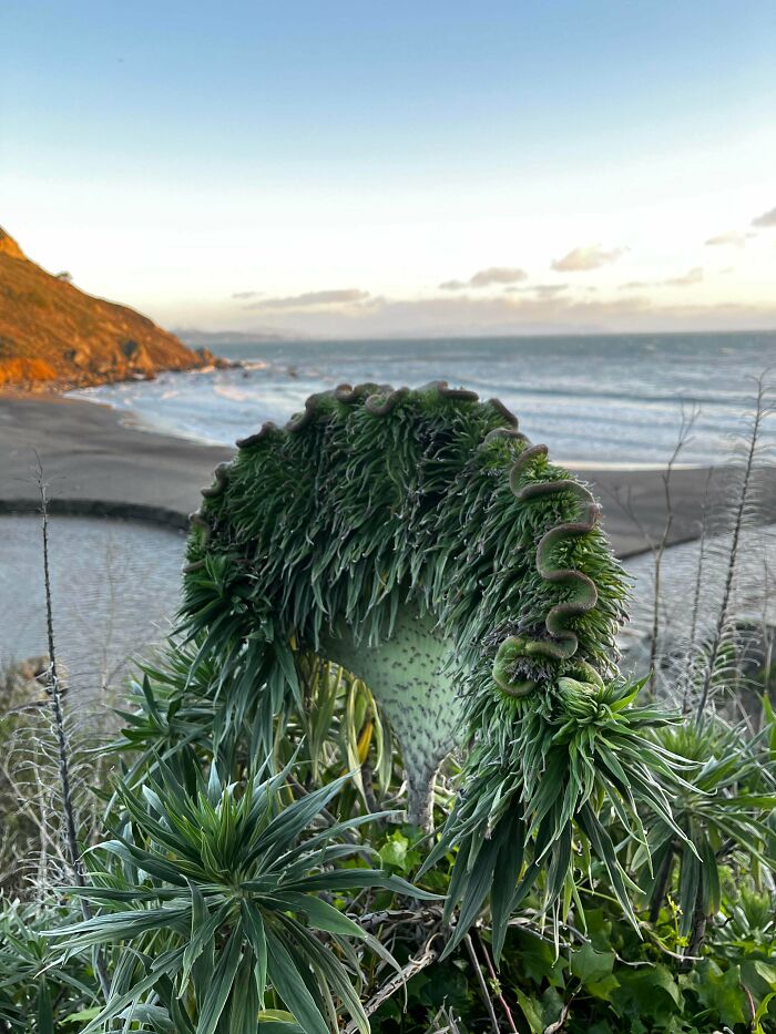 &ldquo;Lookin AI Generated&rdquo;: 100 Times Mother Nature Went Off Script And Created These Freaky Plants