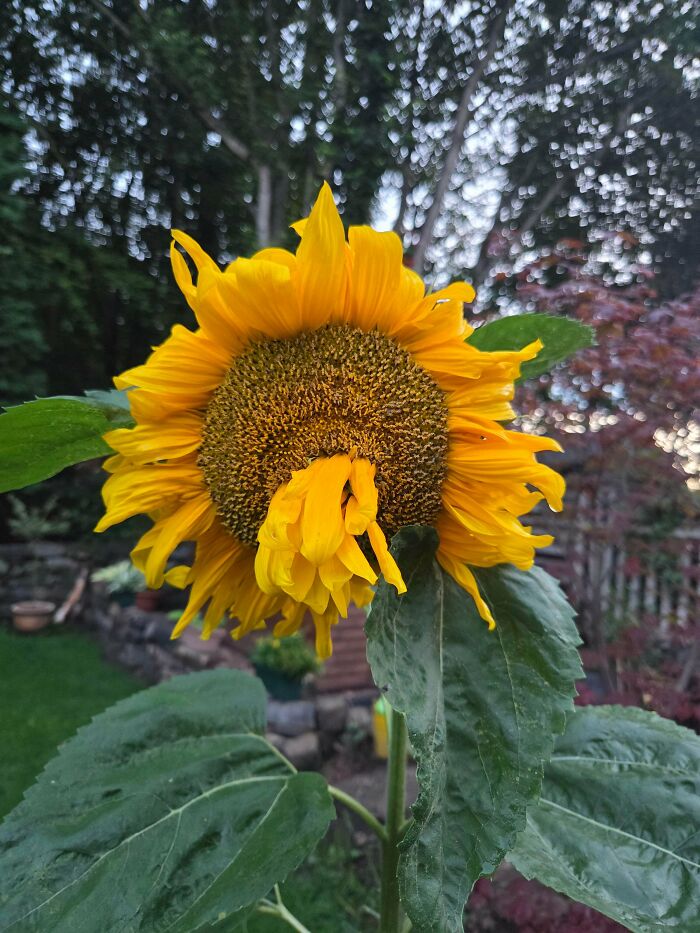 &ldquo;Lookin AI Generated&rdquo;: 100 Times Mother Nature Went Off Script And Created These Freaky Plants