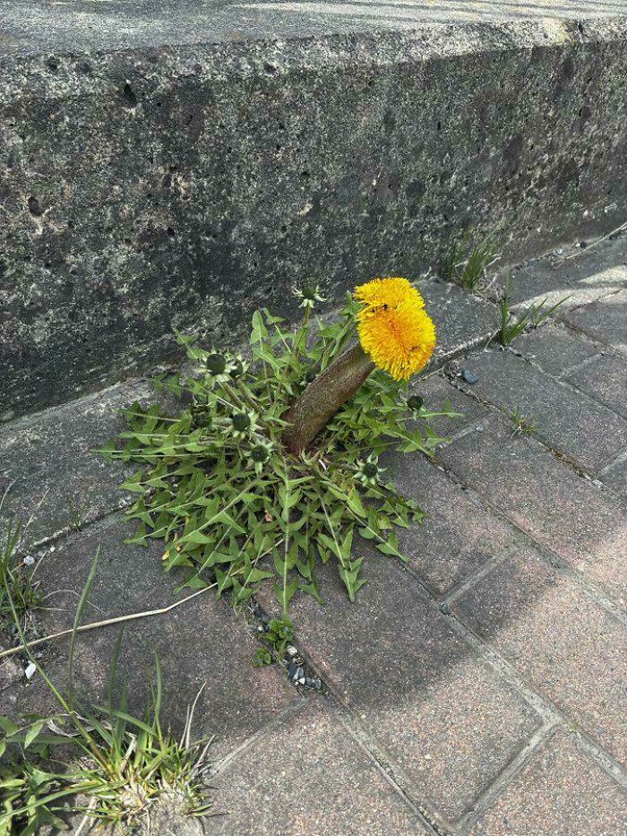 &ldquo;Lookin AI Generated&rdquo;: 100 Times Mother Nature Went Off Script And Created These Freaky Plants