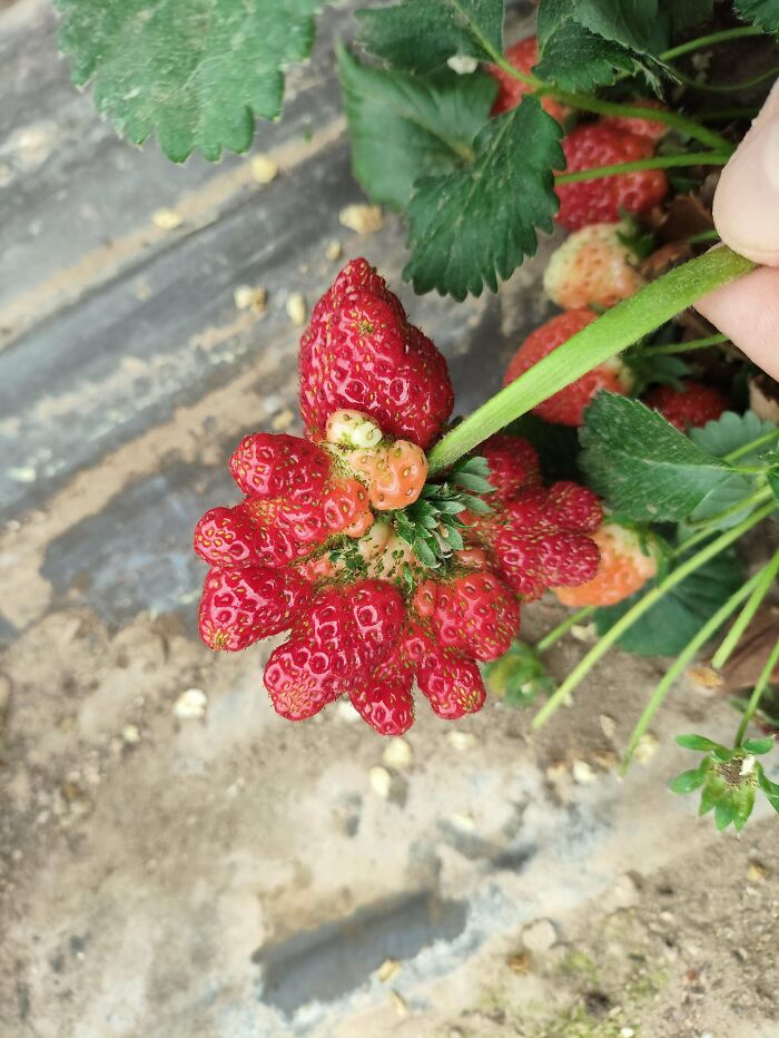 &ldquo;Lookin AI Generated&rdquo;: 100 Times Mother Nature Went Off Script And Created These Freaky Plants