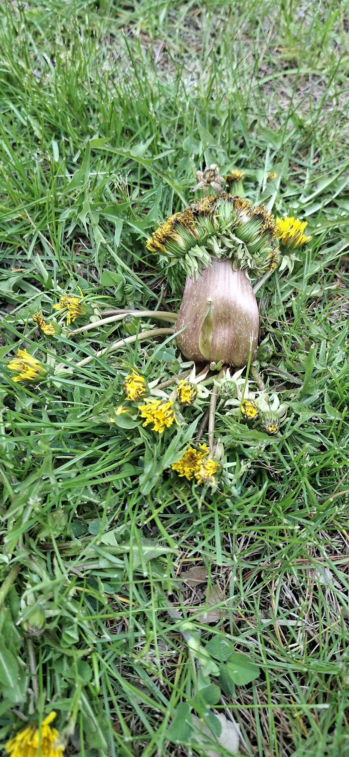 &ldquo;Lookin AI Generated&rdquo;: 100 Times Mother Nature Went Off Script And Created These Freaky Plants