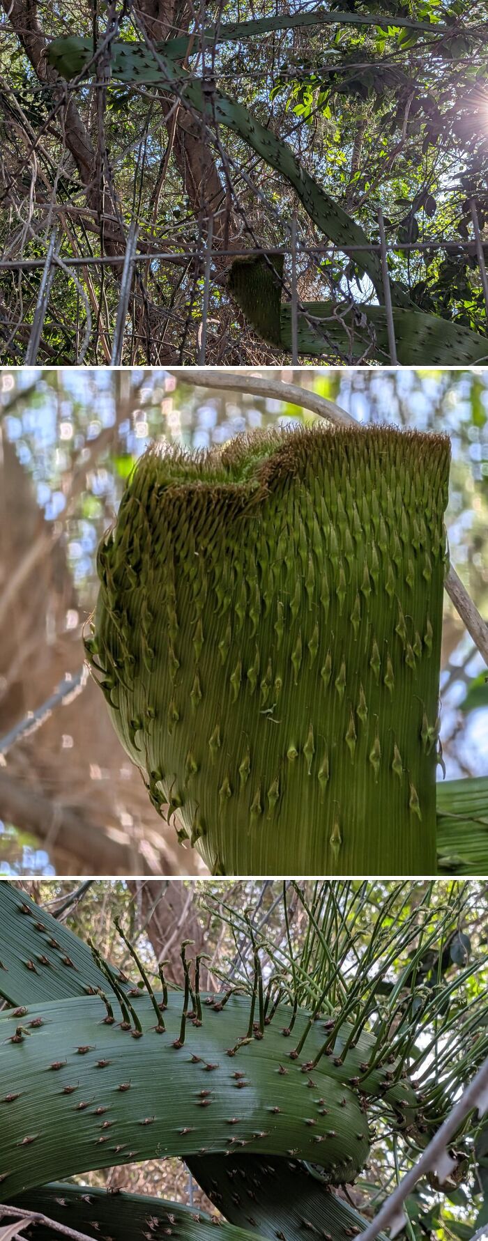&ldquo;Lookin AI Generated&rdquo;: 100 Times Mother Nature Went Off Script And Created These Freaky Plants