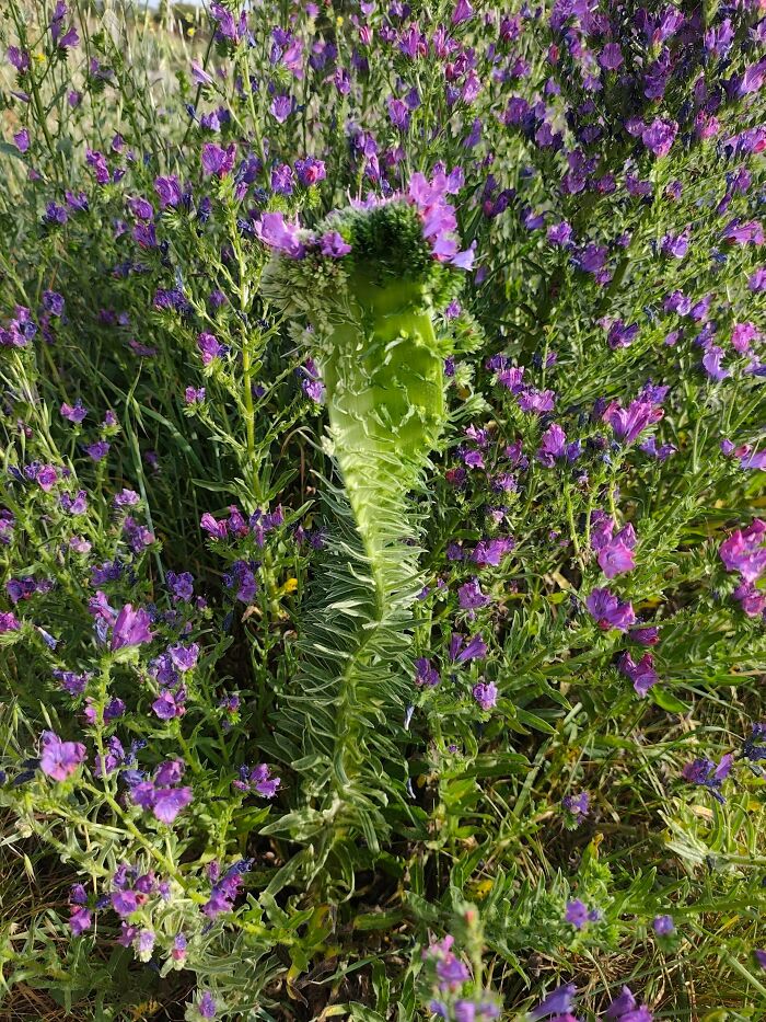 &ldquo;Lookin AI Generated&rdquo;: 100 Times Mother Nature Went Off Script And Created These Freaky Plants