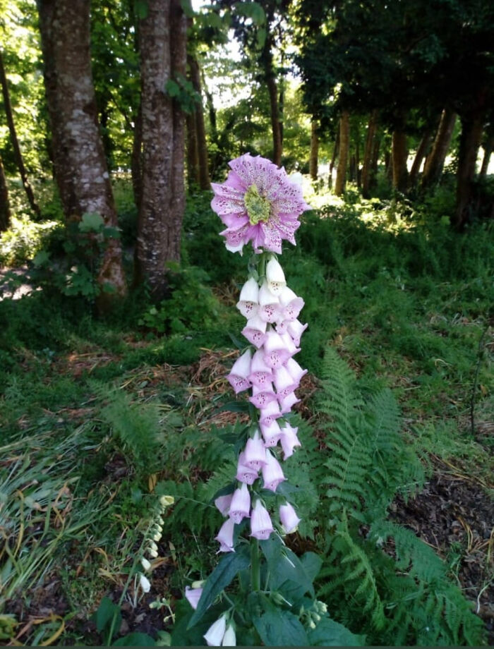 &ldquo;Lookin AI Generated&rdquo;: 100 Times Mother Nature Went Off Script And Created These Freaky Plants
