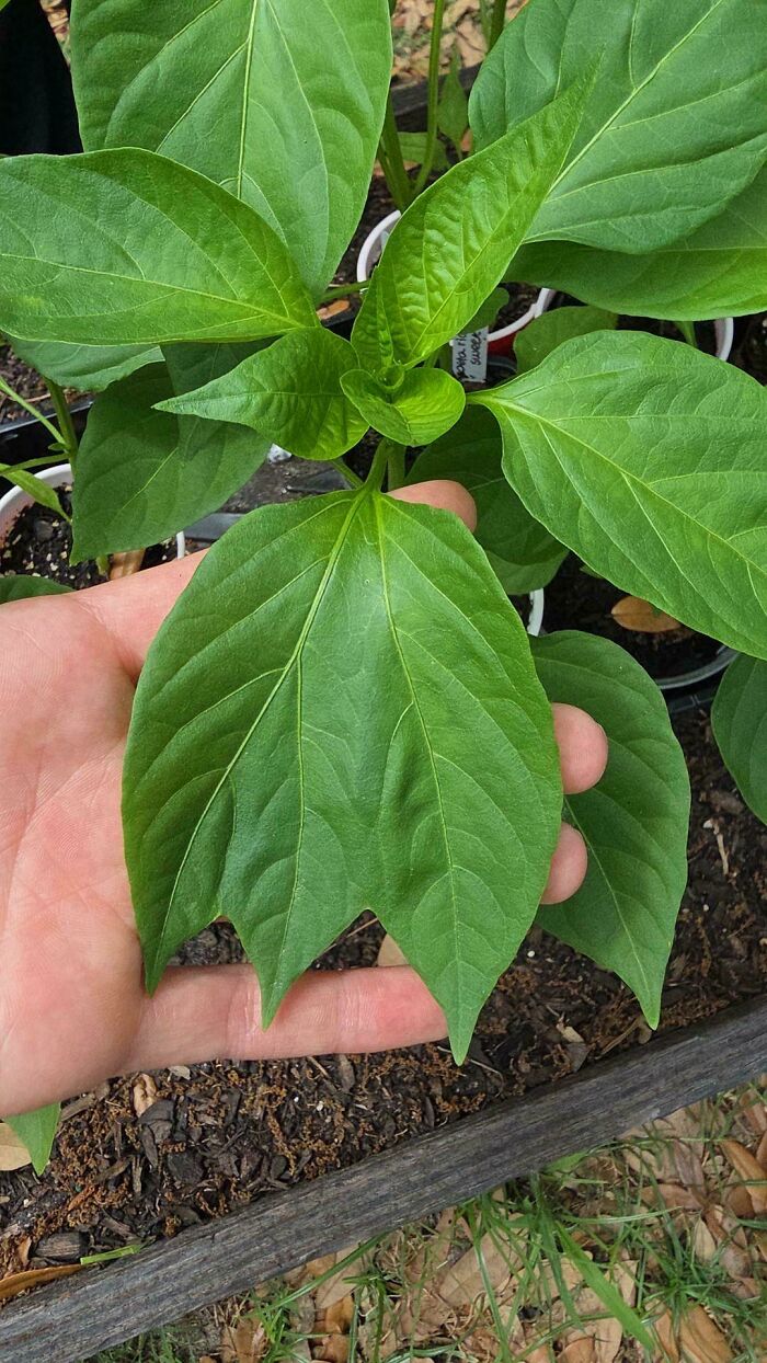 &ldquo;Lookin AI Generated&rdquo;: 100 Times Mother Nature Went Off Script And Created These Freaky Plants