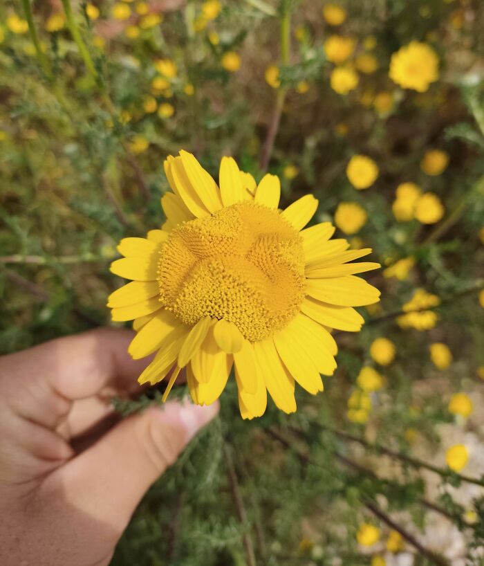 &ldquo;Lookin AI Generated&rdquo;: 100 Times Mother Nature Went Off Script And Created These Freaky Plants