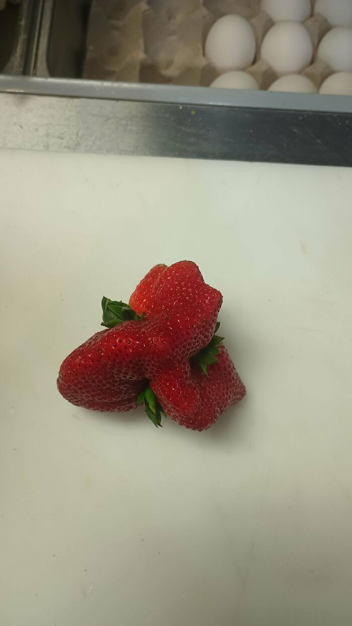&ldquo;Lookin AI Generated&rdquo;: 100 Times Mother Nature Went Off Script And Created These Freaky Plants