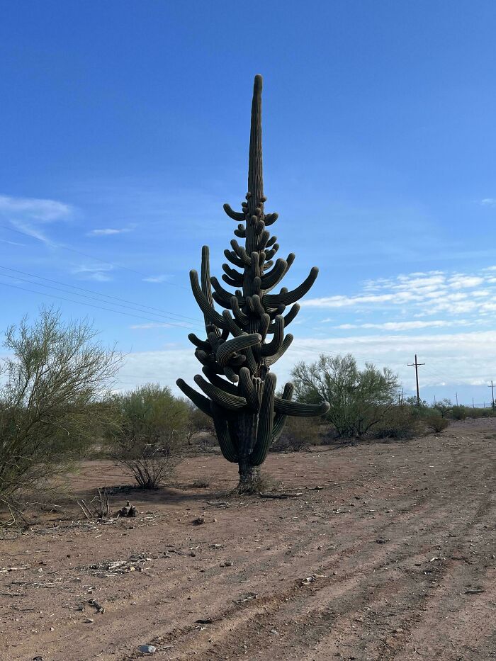 &ldquo;Lookin AI Generated&rdquo;: 100 Times Mother Nature Went Off Script And Created These Freaky Plants