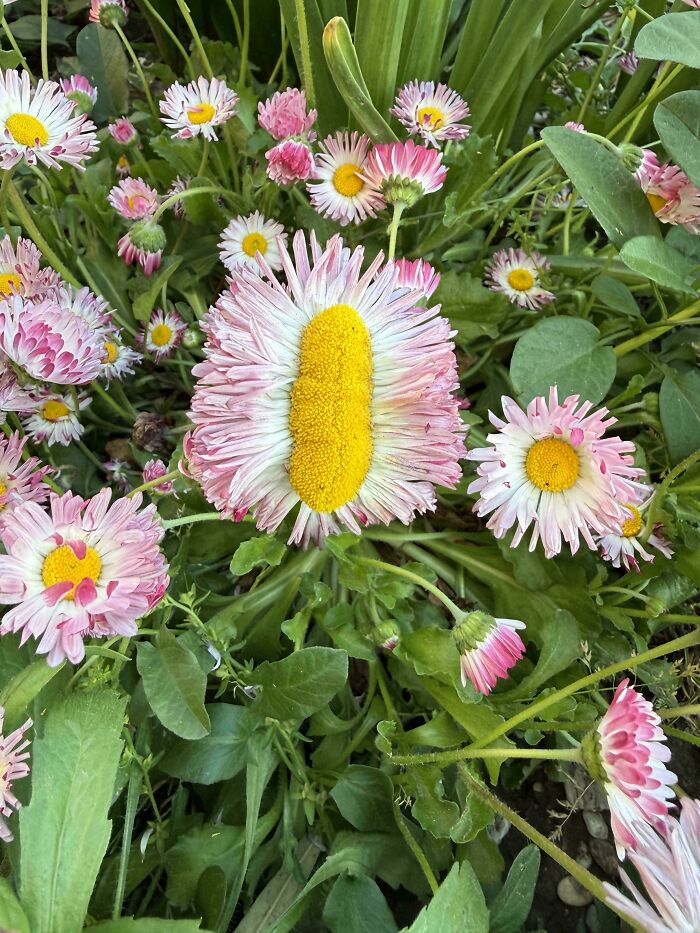 &ldquo;Lookin AI Generated&rdquo;: 100 Times Mother Nature Went Off Script And Created These Freaky Plants