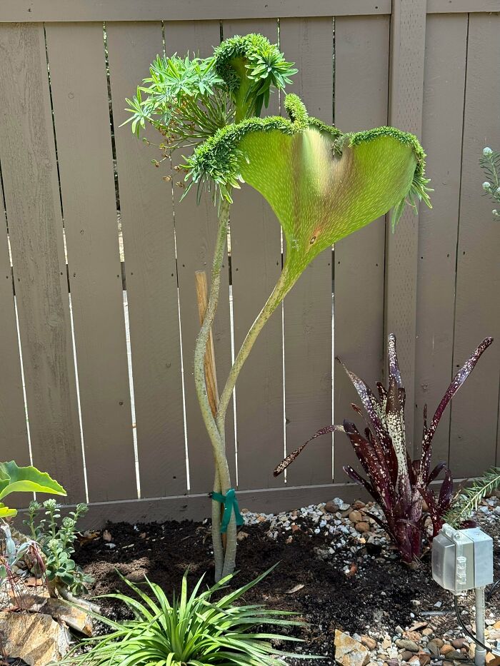 &ldquo;Lookin AI Generated&rdquo;: 100 Times Mother Nature Went Off Script And Created These Freaky Plants