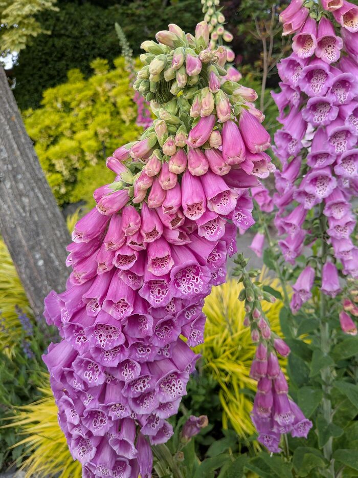 &ldquo;Lookin AI Generated&rdquo;: 100 Times Mother Nature Went Off Script And Created These Freaky Plants