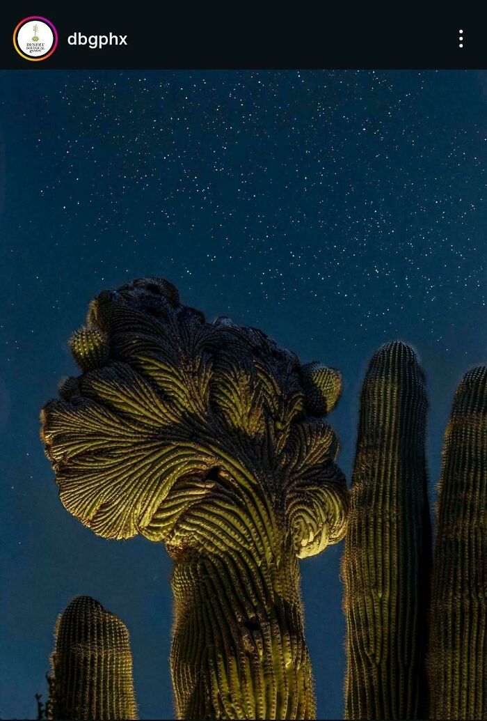 &ldquo;Lookin AI Generated&rdquo;: 100 Times Mother Nature Went Off Script And Created These Freaky Plants