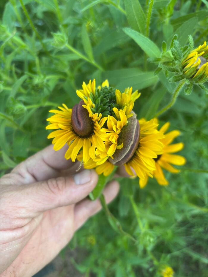 &ldquo;Lookin AI Generated&rdquo;: 100 Times Mother Nature Went Off Script And Created These Freaky Plants