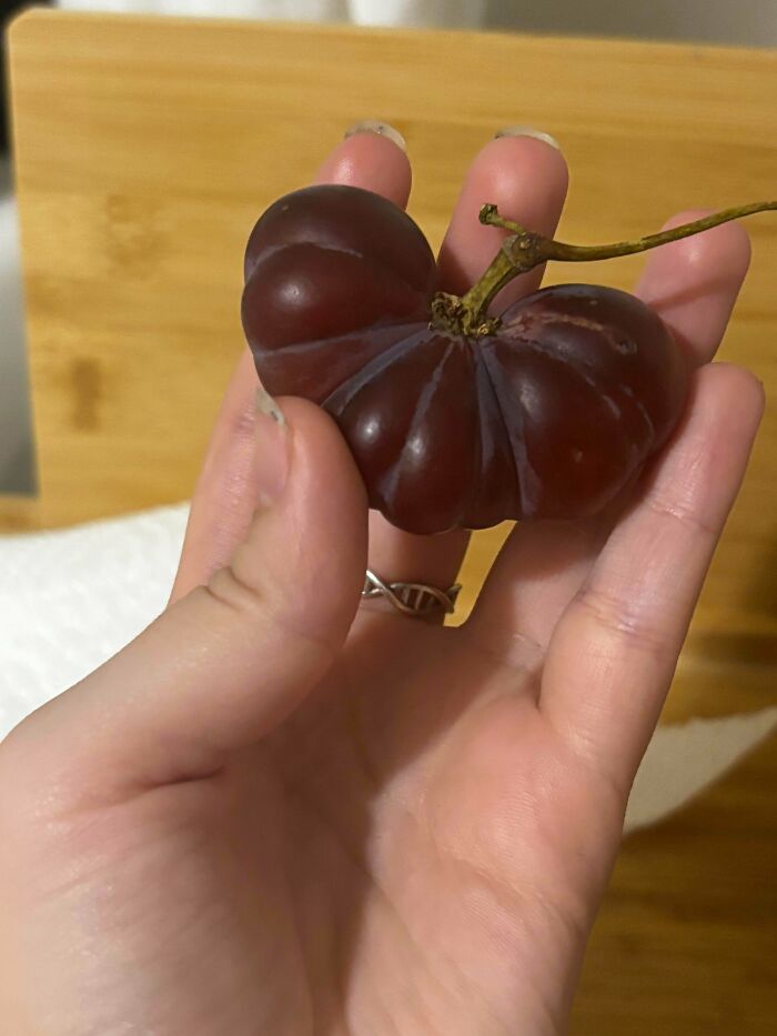 &ldquo;Lookin AI Generated&rdquo;: 100 Times Mother Nature Went Off Script And Created These Freaky Plants