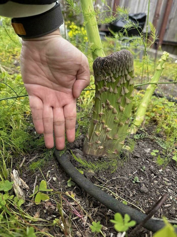&ldquo;Lookin AI Generated&rdquo;: 100 Times Mother Nature Went Off Script And Created These Freaky Plants