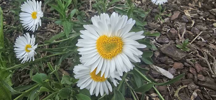 &ldquo;Lookin AI Generated&rdquo;: 100 Times Mother Nature Went Off Script And Created These Freaky Plants