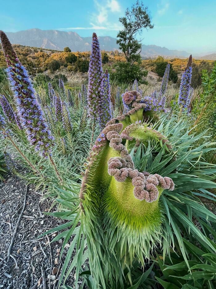 &ldquo;Lookin AI Generated&rdquo;: 100 Times Mother Nature Went Off Script And Created These Freaky Plants