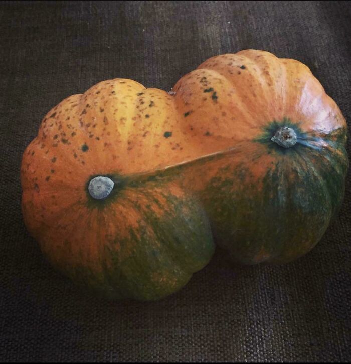 &ldquo;Lookin AI Generated&rdquo;: 100 Times Mother Nature Went Off Script And Created These Freaky Plants