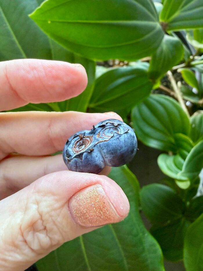 &ldquo;Lookin AI Generated&rdquo;: 100 Times Mother Nature Went Off Script And Created These Freaky Plants