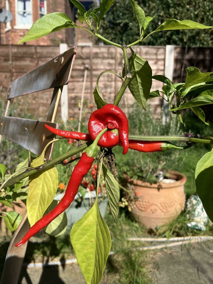 &ldquo;Lookin AI Generated&rdquo;: 100 Times Mother Nature Went Off Script And Created These Freaky Plants