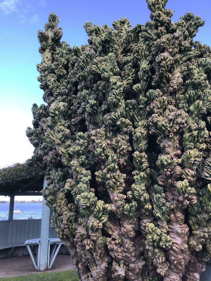 &ldquo;Lookin AI Generated&rdquo;: 100 Times Mother Nature Went Off Script And Created These Freaky Plants