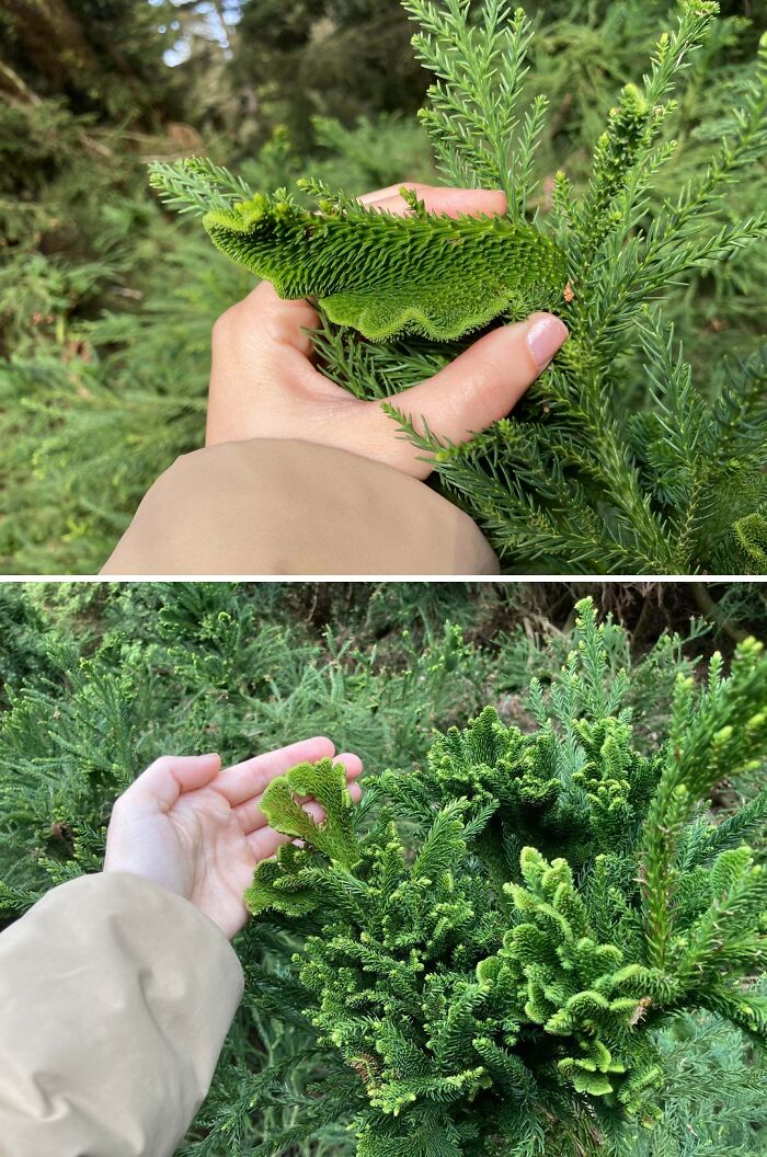 &ldquo;Lookin AI Generated&rdquo;: 100 Times Mother Nature Went Off Script And Created These Freaky Plants