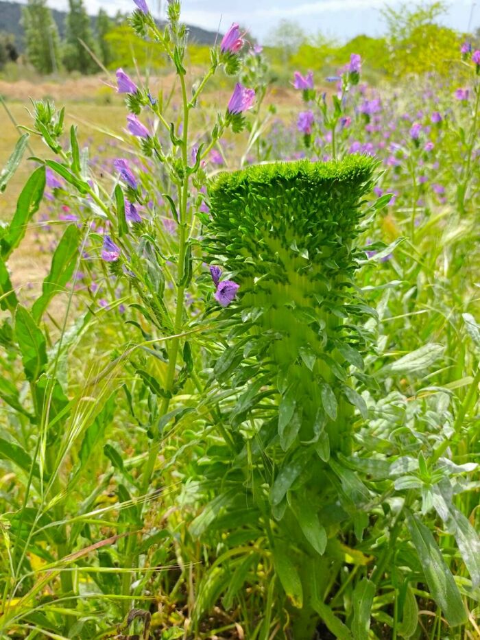 &ldquo;Lookin AI Generated&rdquo;: 100 Times Mother Nature Went Off Script And Created These Freaky Plants