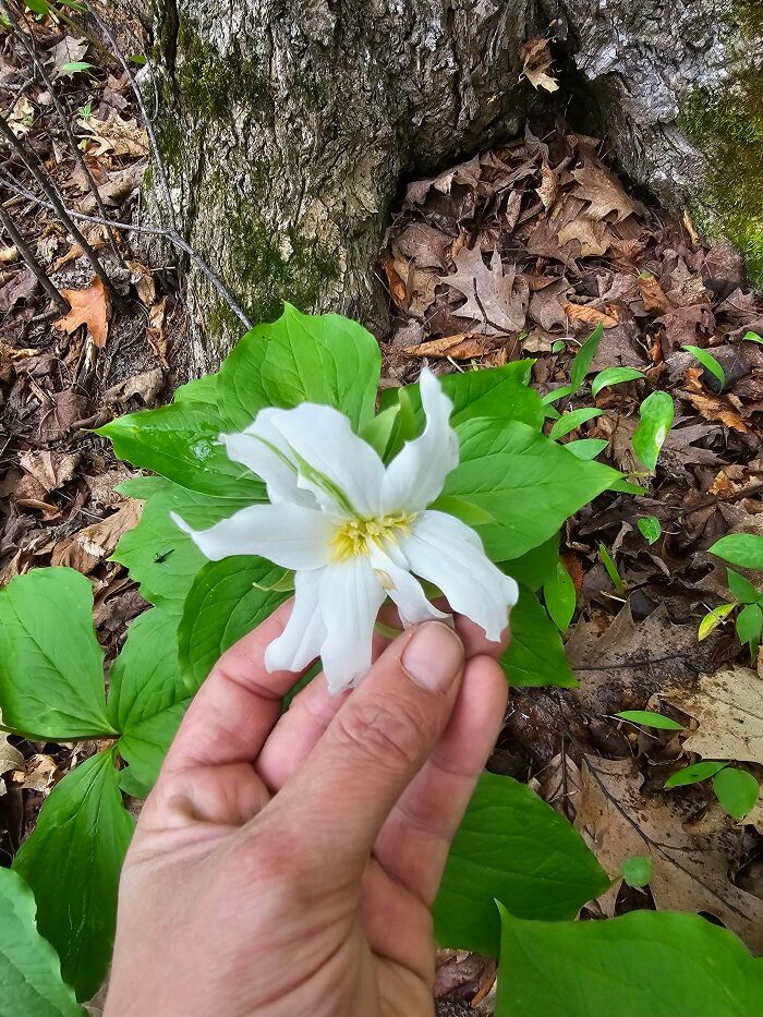 &ldquo;Lookin AI Generated&rdquo;: 100 Times Mother Nature Went Off Script And Created These Freaky Plants