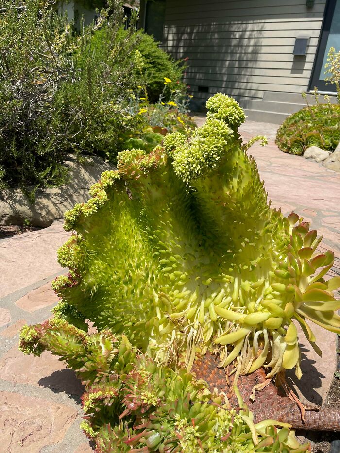&ldquo;Lookin AI Generated&rdquo;: 100 Times Mother Nature Went Off Script And Created These Freaky Plants