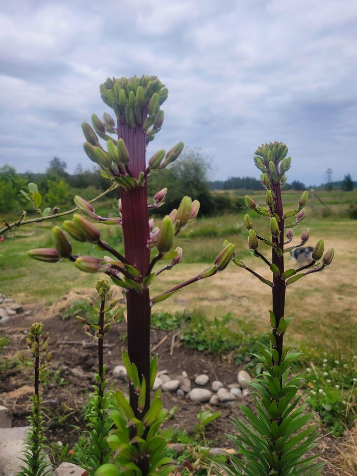 &ldquo;Lookin AI Generated&rdquo;: 100 Times Mother Nature Went Off Script And Created These Freaky Plants