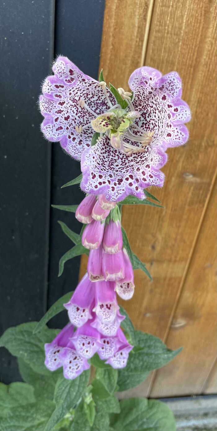 &ldquo;Lookin AI Generated&rdquo;: 100 Times Mother Nature Went Off Script And Created These Freaky Plants