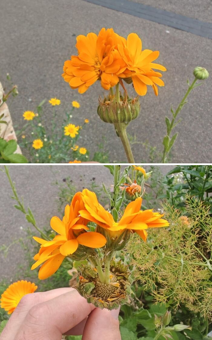 &ldquo;Lookin AI Generated&rdquo;: 100 Times Mother Nature Went Off Script And Created These Freaky Plants