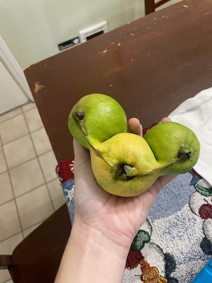 &ldquo;Lookin AI Generated&rdquo;: 100 Times Mother Nature Went Off Script And Created These Freaky Plants