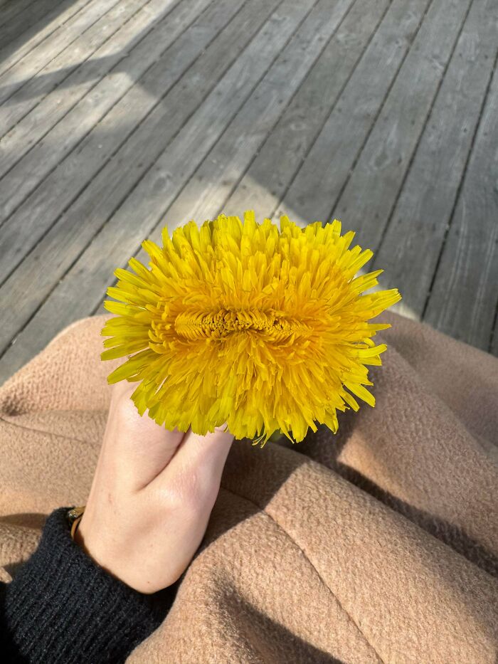 &ldquo;Lookin AI Generated&rdquo;: 100 Times Mother Nature Went Off Script And Created These Freaky Plants