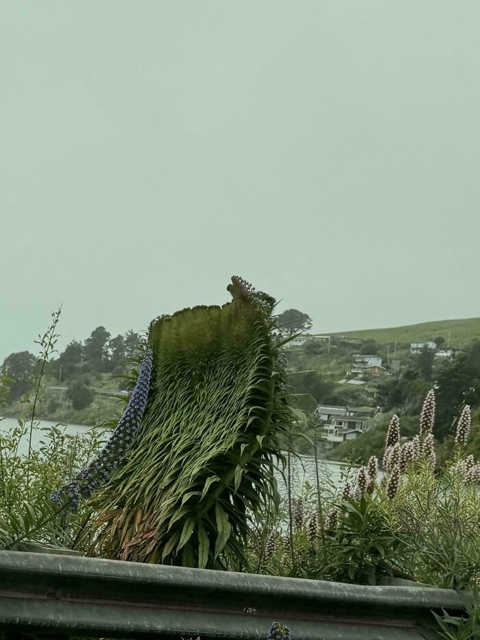 &ldquo;Lookin AI Generated&rdquo;: 100 Times Mother Nature Went Off Script And Created These Freaky Plants