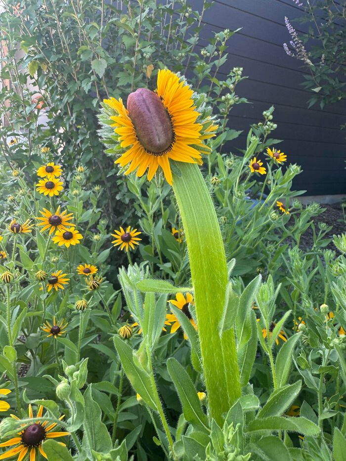 &ldquo;Lookin AI Generated&rdquo;: 100 Times Mother Nature Went Off Script And Created These Freaky Plants