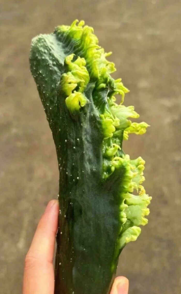 &ldquo;Lookin AI Generated&rdquo;: 100 Times Mother Nature Went Off Script And Created These Freaky Plants