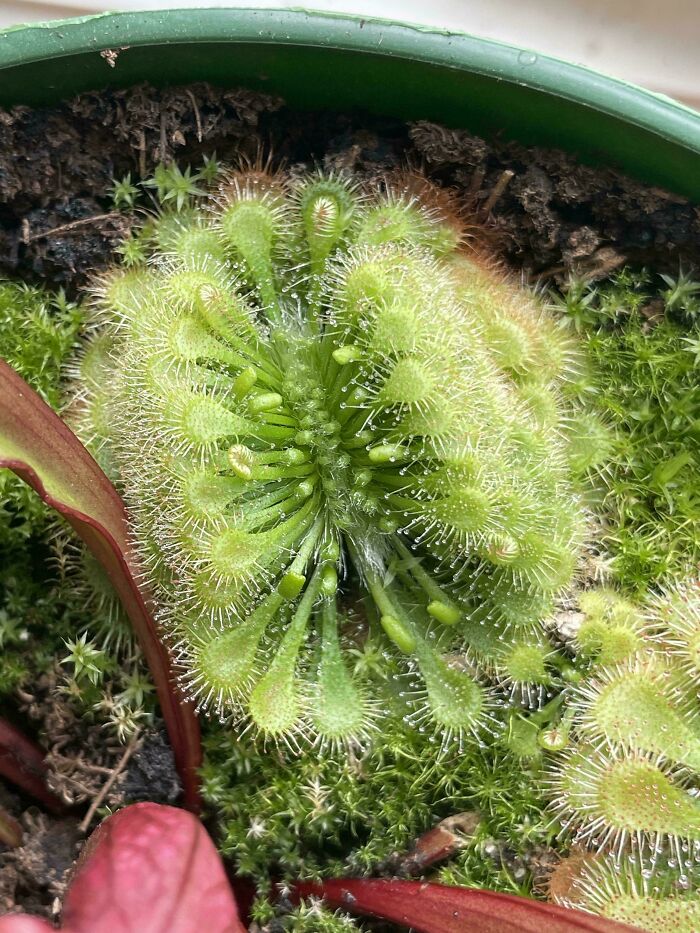 &ldquo;Lookin AI Generated&rdquo;: 100 Times Mother Nature Went Off Script And Created These Freaky Plants