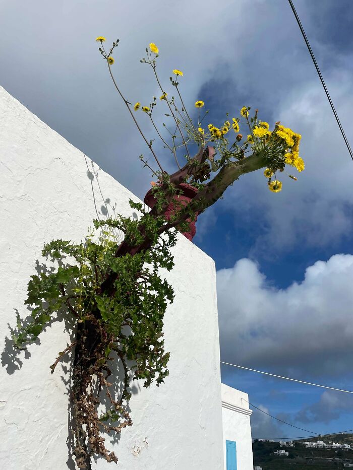 &ldquo;Lookin AI Generated&rdquo;: 100 Times Mother Nature Went Off Script And Created These Freaky Plants